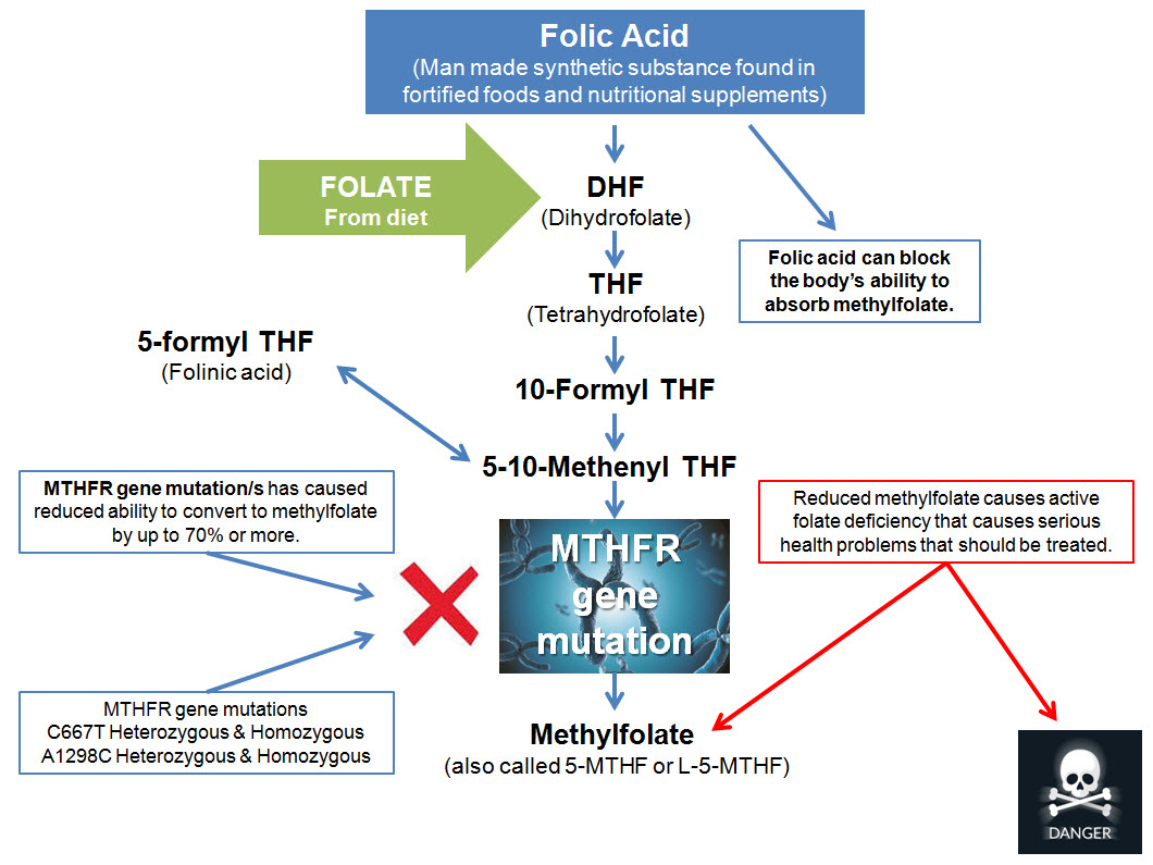 What is the MTHFR mutation?