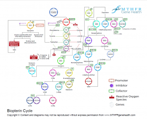 Biopterin Cycle MTHFRgenehealth