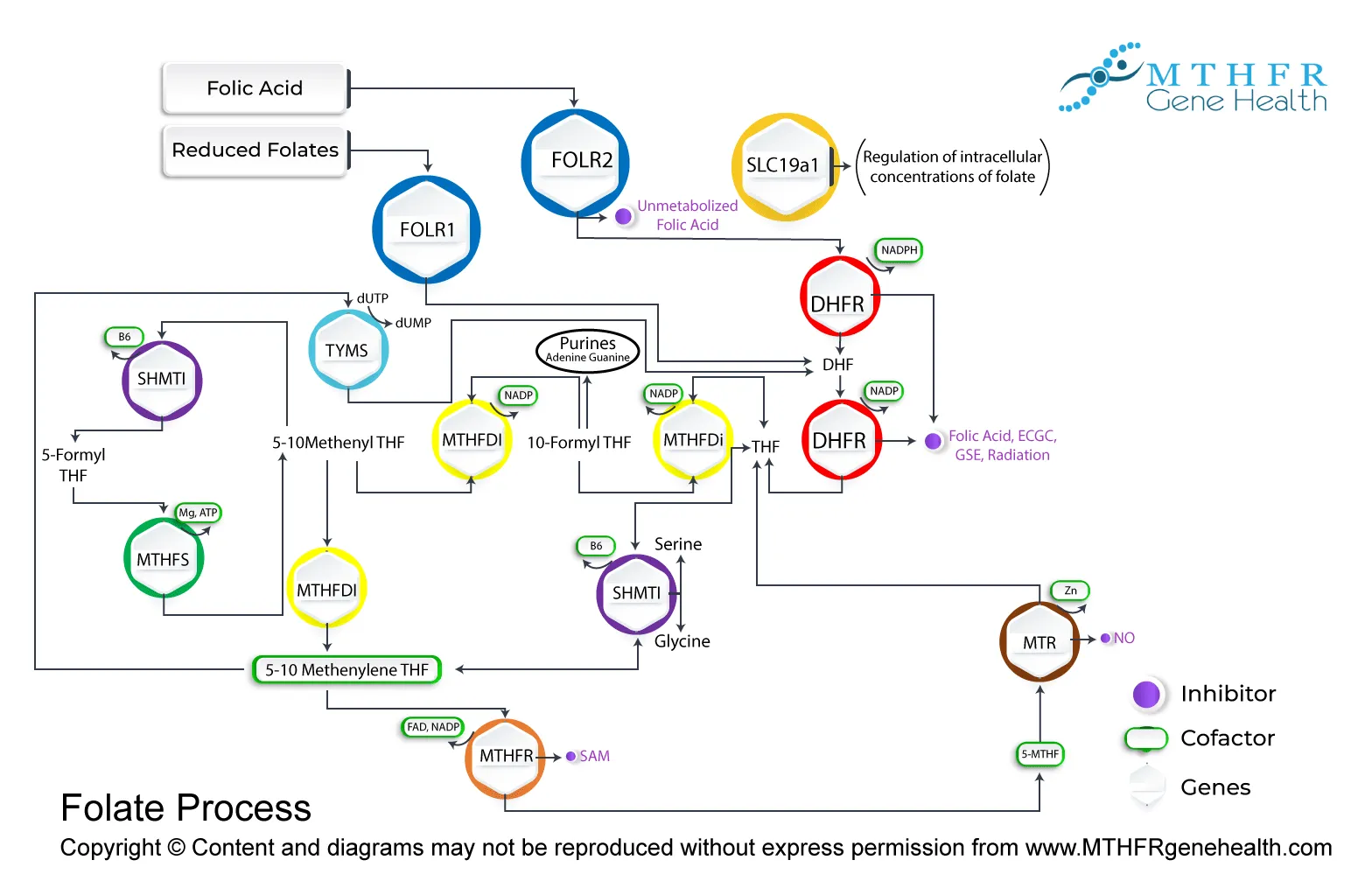 Folate pathway planner MTHFR gene health