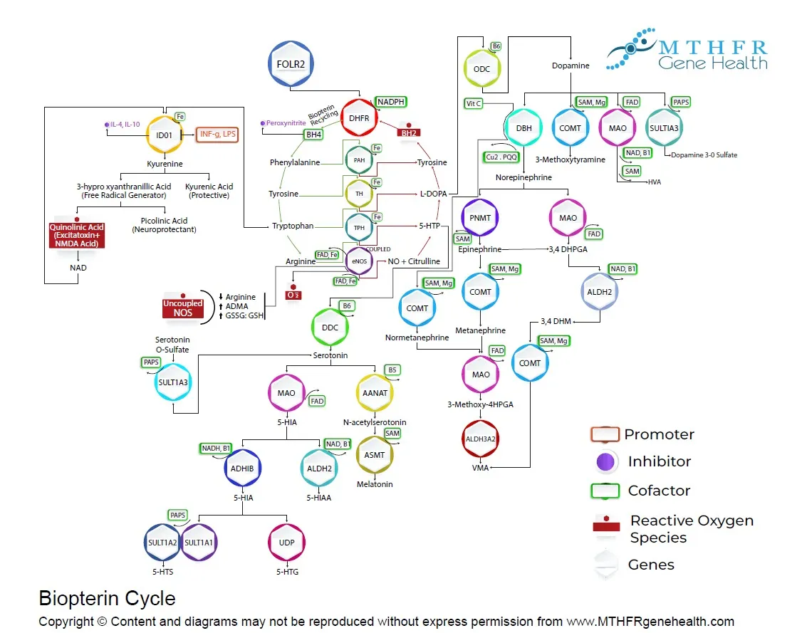 Biopterin Cycle