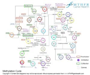 Methylation gene process
