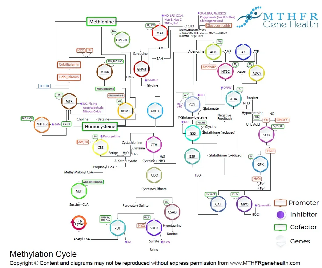 Methylation gene process