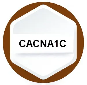 CACNA1C gene mutation