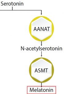 serotonin to melatonin conversion